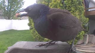 european starling