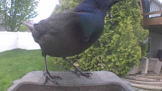 common grackle