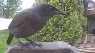 common grackle