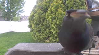 european starling