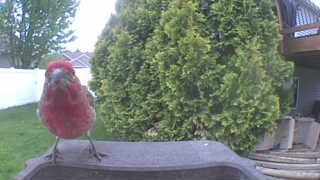 purple finch