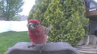 purple finch