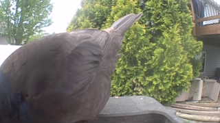 american crow