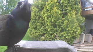 common grackle