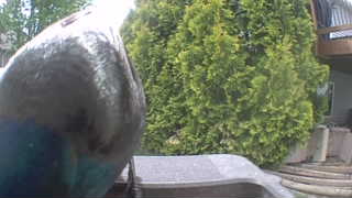mallard