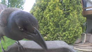 common grackle