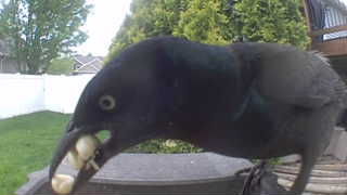 american crow
