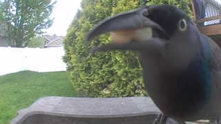 common grackle