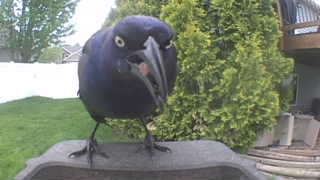 common grackle