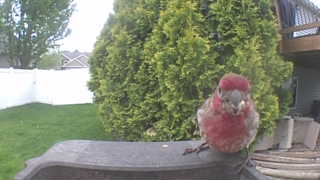 house finch