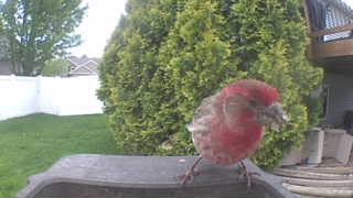 house finch