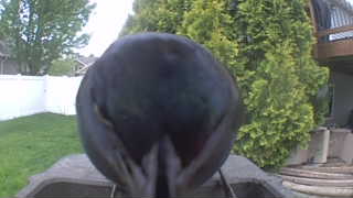 common grackle