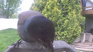 common grackle