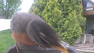 american robin