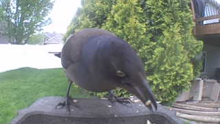 common grackle