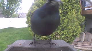 american crow