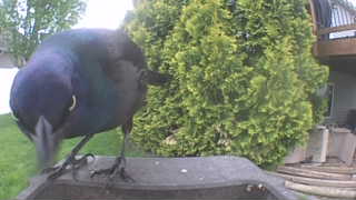 common grackle