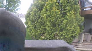 rock pigeon
