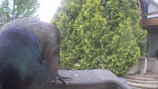 common grackle