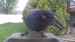 common grackle