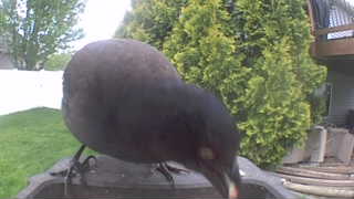 common grackle