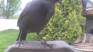american crow