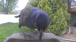 common grackle