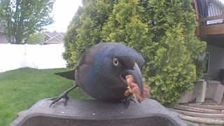 common grackle