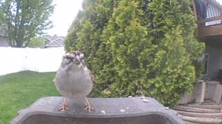 house sparrow