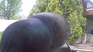 common grackle
