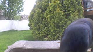 Unidentified clip