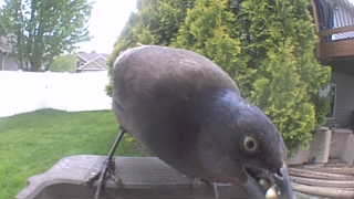 common grackle
