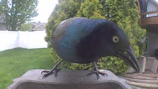 common grackle