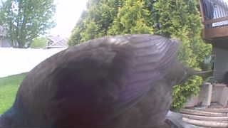 common grackle