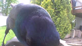 common grackle