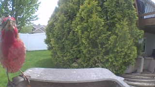 purple finch
