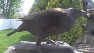 common grackle