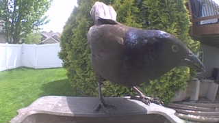 common grackle