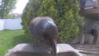 european starling