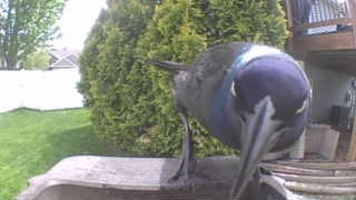 common grackle