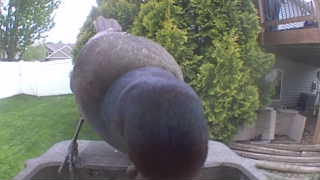 rock pigeon