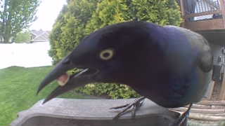 common grackle