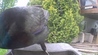 common grackle