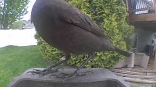 brewer's blackbird
