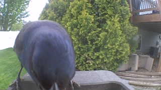 common grackle