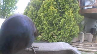 common grackle