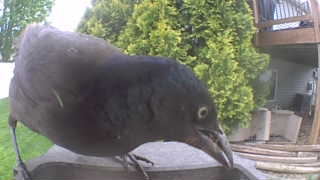 common grackle