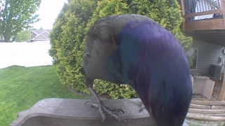 common grackle