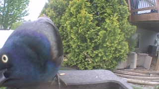 common grackle