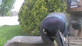 common grackle